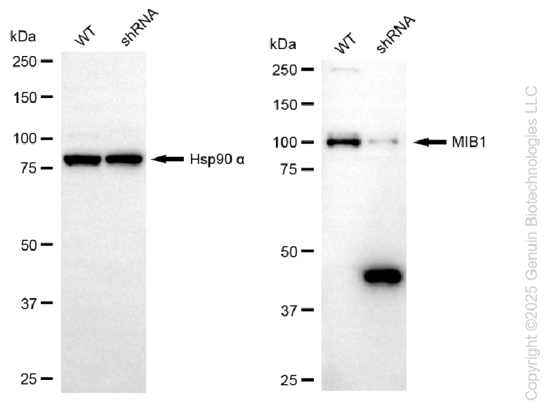 KD-Validated Anti-MIB1 Rabbit Monoclonal Antibody ABG2219