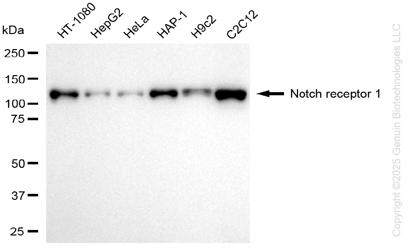 KD-Validated Anti-NOTCH1 Rabbit Monoclonal Antibody ABG2220
