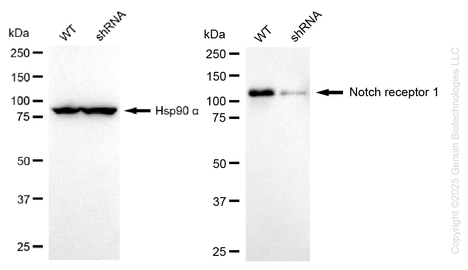 KD-Validated Anti-NOTCH1 Rabbit Monoclonal Antibody ABG2220