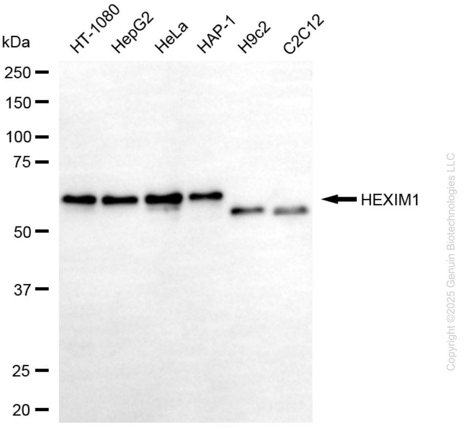 KD-Validated Anti-HEXIM1 Mouse Monoclonal Antibody ABG2221