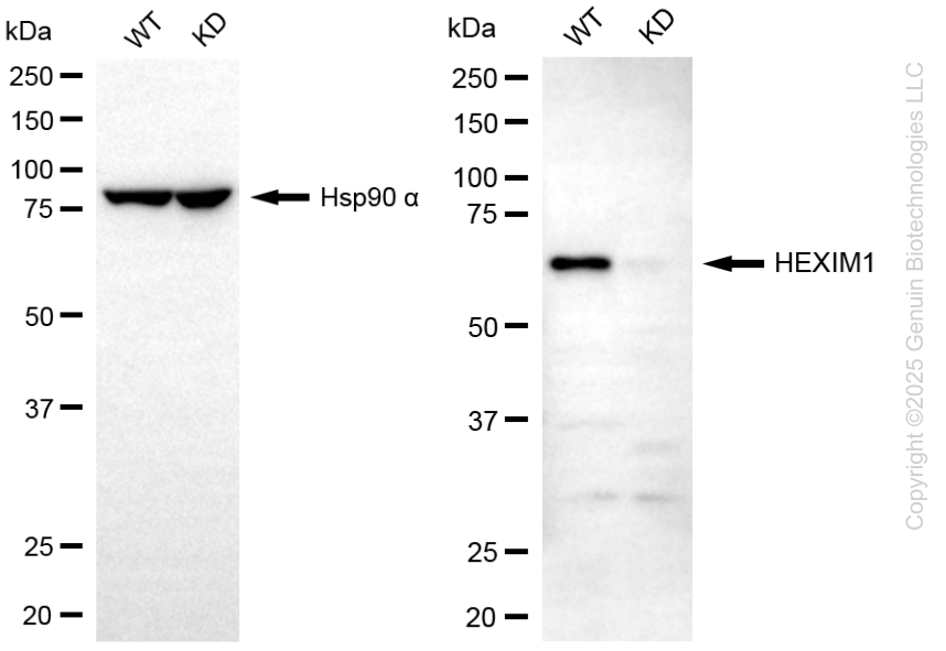 KD-Validated Anti-HEXIM1 Mouse Monoclonal Antibody ABG2221