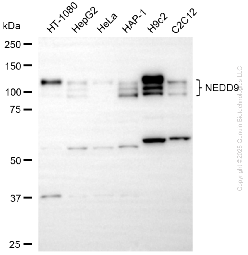 KD-Validated Anti-NEDD9 Mouse Monoclonal Antibody ABG2222