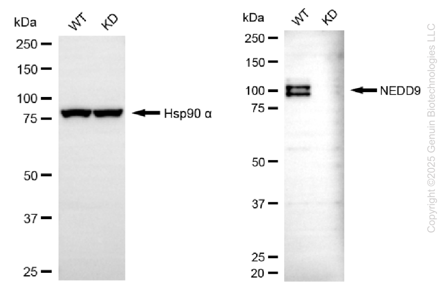 KD-Validated Anti-NEDD9 Mouse Monoclonal Antibody ABG2222