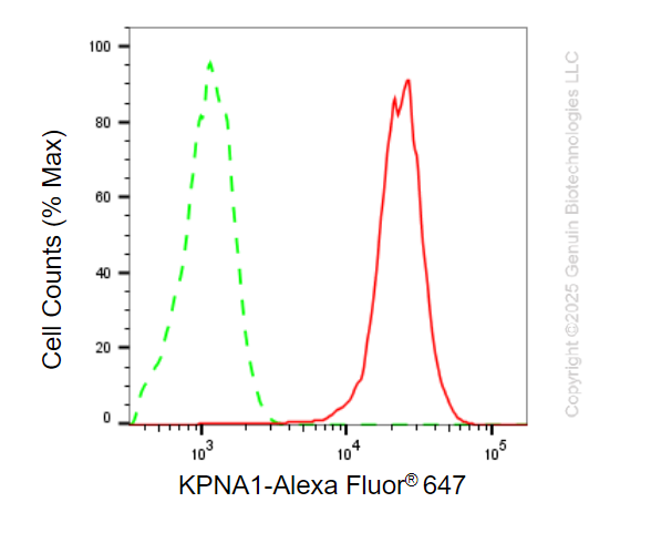 KD-Validated Anti-KPNA1 Mouse Monoclonal Antibody ABG2223