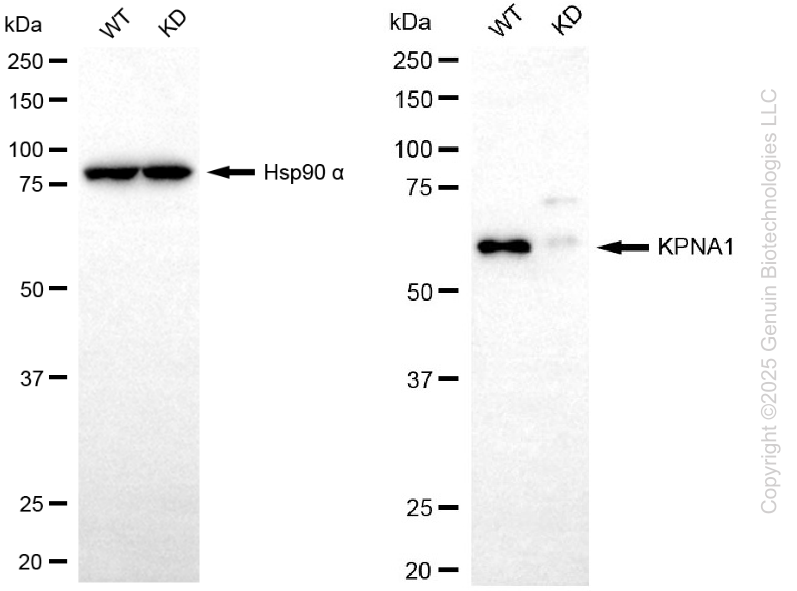 KD-Validated Anti-KPNA1 Mouse Monoclonal Antibody ABG2223