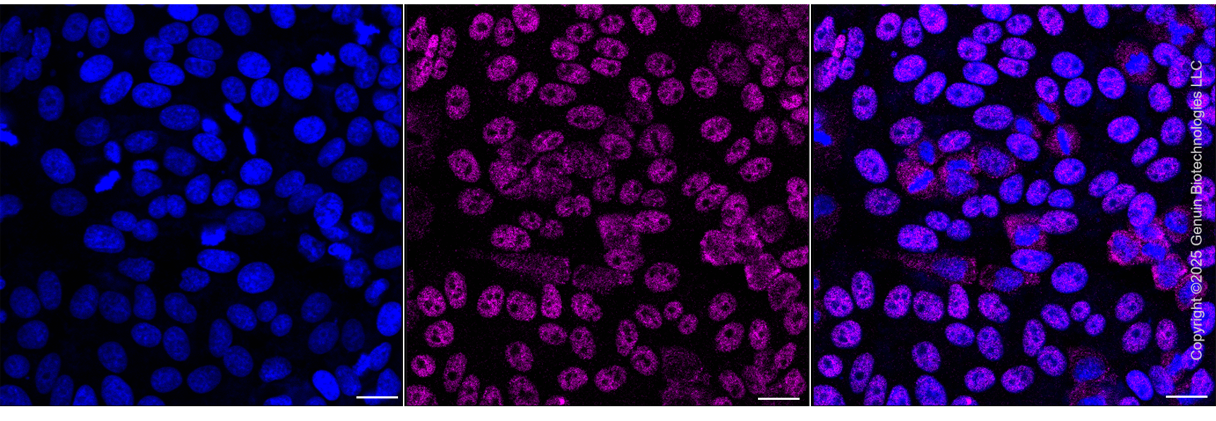 KD-Validated Anti-RALY Mouse Oligoclonal Antibody ABG2224