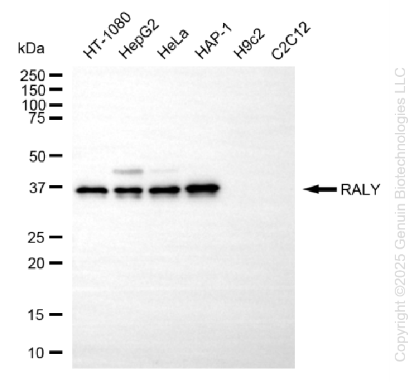 KD-Validated Anti-RALY Mouse Oligoclonal Antibody ABG2224