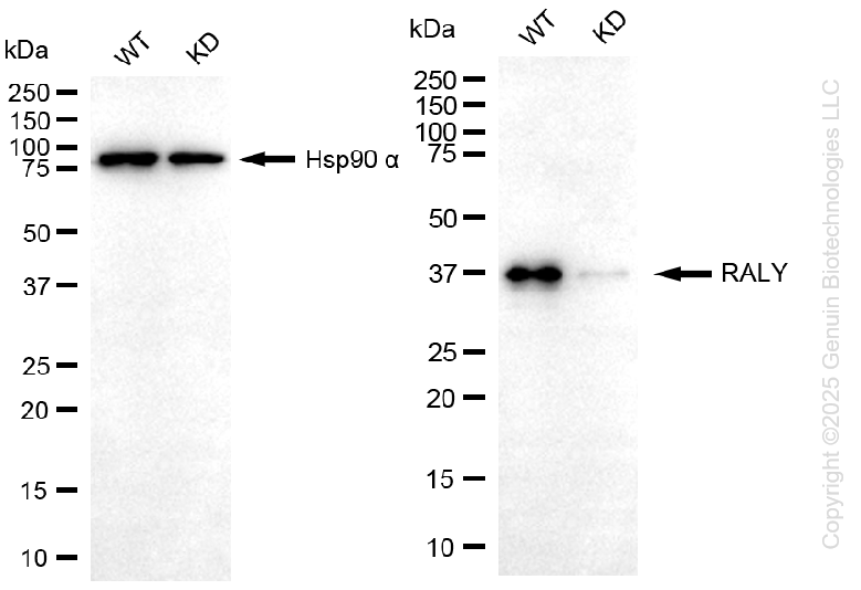 KD-Validated Anti-RALY Mouse Oligoclonal Antibody ABG2224