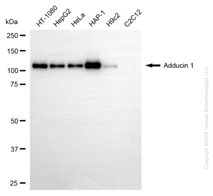 KD-Validated Anti-ADD1 Mouse Oligoclonal Antibody ABG2225