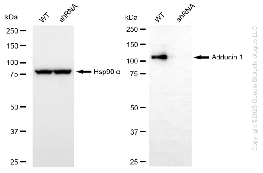 KD-Validated Anti-ADD1 Mouse Oligoclonal Antibody ABG2225