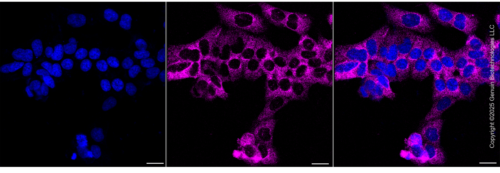 KD-Validated Anti-TXLNA Mouse Oligoclonal Antibody ABG2226