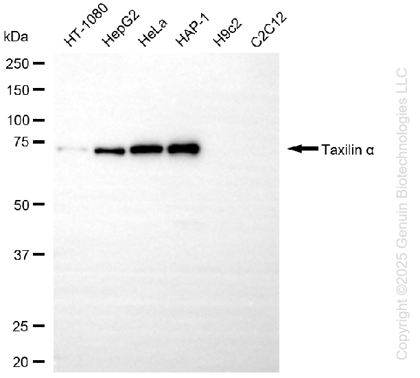 KD-Validated Anti-TXLNA Mouse Oligoclonal Antibody ABG2226