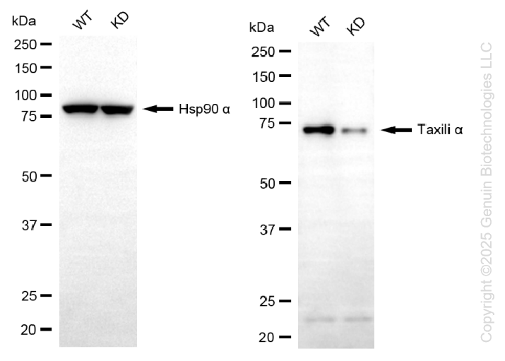 KD-Validated Anti-TXLNA Mouse Oligoclonal Antibody ABG2226
