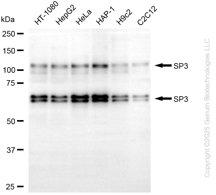 KD-Validated Anti-SP3 Mouse Oligoclonal Antibody ABG2227