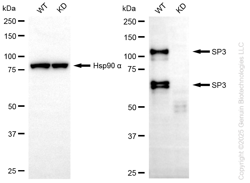 KD-Validated Anti-SP3 Mouse Oligoclonal Antibody ABG2227