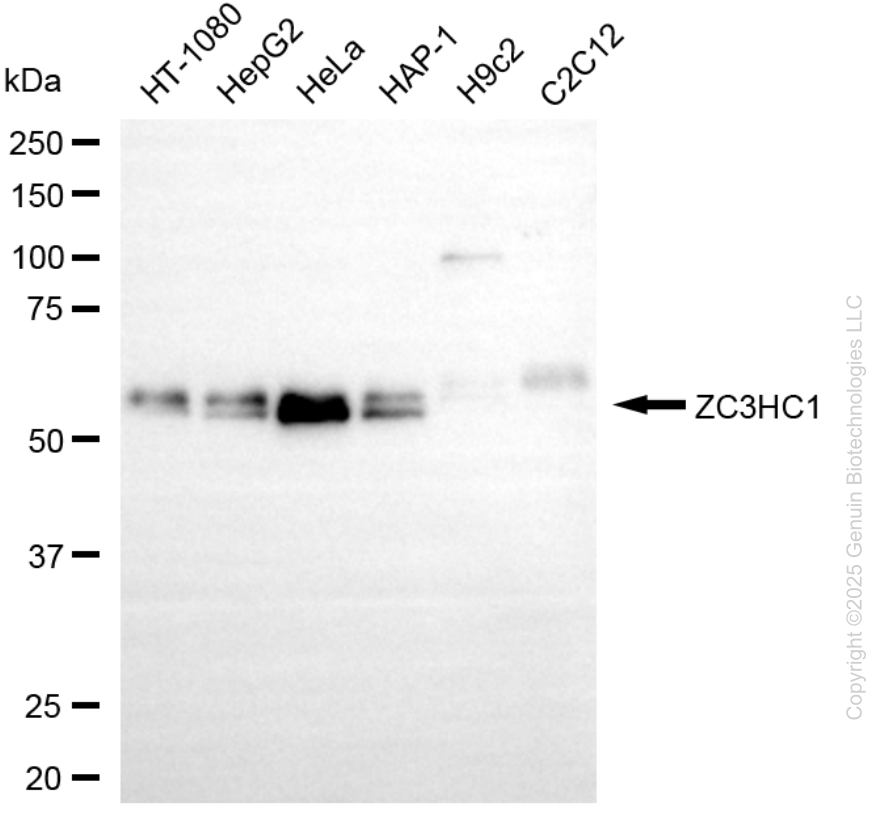 KD-Validated Anti-ZC3HC1 Mouse Oligoclonal Antibody ABG2228