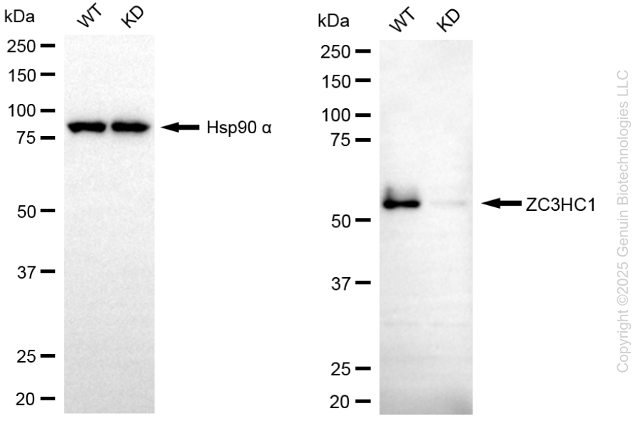 KD-Validated Anti-ZC3HC1 Mouse Oligoclonal Antibody ABG2228