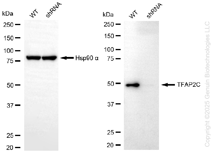 KD-Validated Anti-TFAP2C Rabbit Monoclonal Antibody ABG2229