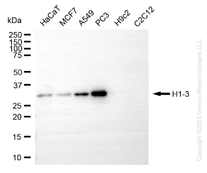 KD-Validated Anti-H1-3 Rabbit Monoclonal Antibody ABG2230