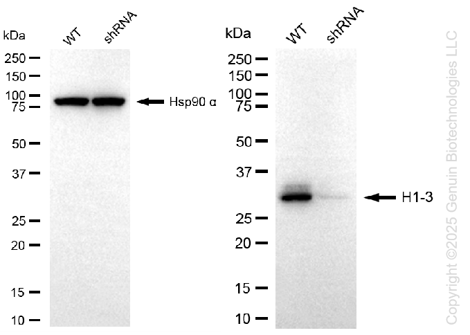 KD-Validated Anti-H1-3 Rabbit Monoclonal Antibody ABG2230