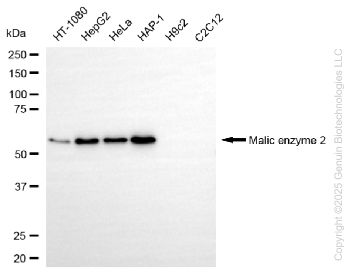 KD-Validated Anti-Malic Enzyme 2 Rabbit Monoclonal Antibody ABG2231