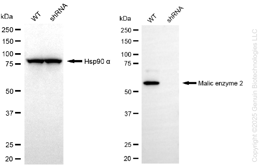 KD-Validated Anti-Malic Enzyme 2 Rabbit Monoclonal Antibody ABG2231