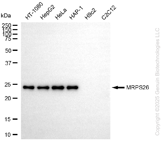 KD-Validated Anti-MRPS26 Rabbit Monoclonal Antibody ABG2232