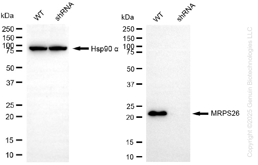KD-Validated Anti-MRPS26 Rabbit Monoclonal Antibody ABG2232