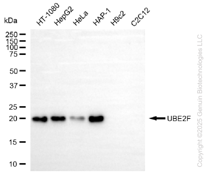 KD-Validated Anti-UBE2F Rabbit Monoclonal Antibody ABG2233