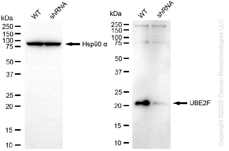 KD-Validated Anti-UBE2F Rabbit Monoclonal Antibody ABG2233