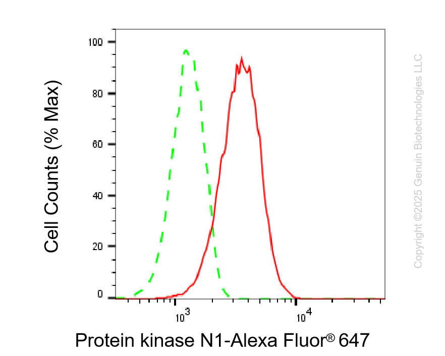 KD-Validated Anti-PKN1 Rabbit Monoclonal Antibody ABG2234
