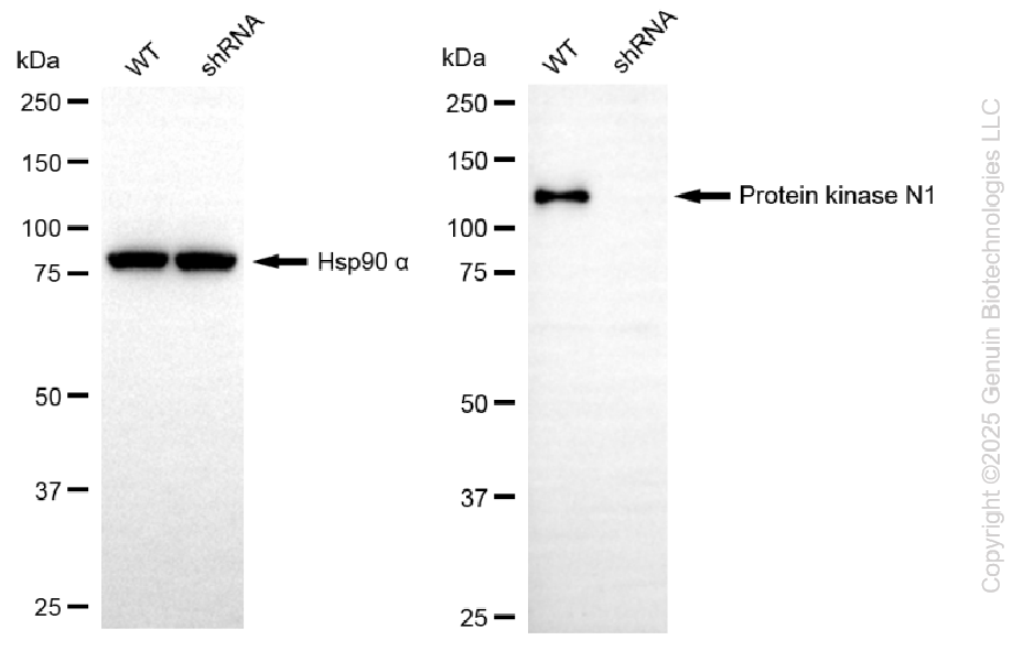 KD-Validated Anti-PKN1 Rabbit Monoclonal Antibody ABG2234