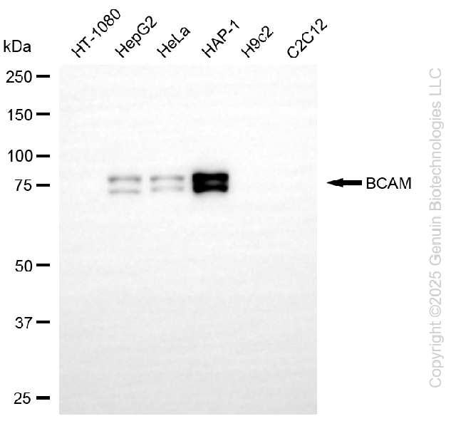KD-Validated Anti-BCAM Rabbit Monoclonal Antibody ABG2236