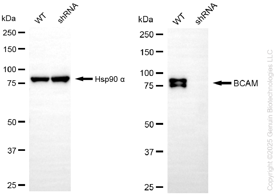 KD-Validated Anti-BCAM Rabbit Monoclonal Antibody ABG2236