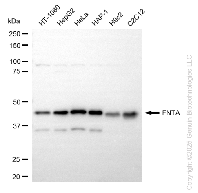KD-Validated Anti-FNTA Rabbit Monoclonal Antibody ABG2237