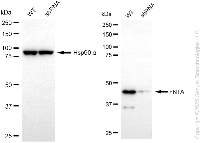 KD-Validated Anti-FNTA Rabbit Monoclonal Antibody ABG2237