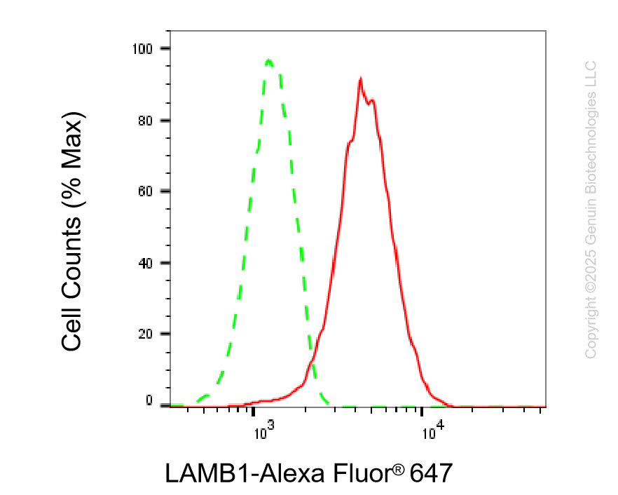 KD-Validated Anti-LAMB1 Rabbit Monoclonal Antibody ABG2238