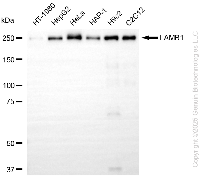 KD-Validated Anti-LAMB1 Rabbit Monoclonal Antibody ABG2238