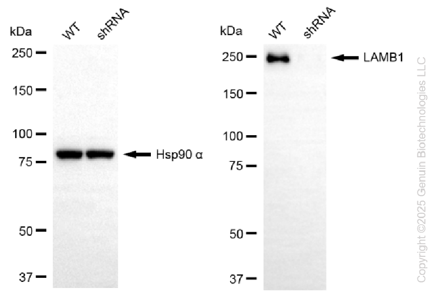 KD-Validated Anti-LAMB1 Rabbit Monoclonal Antibody ABG2238