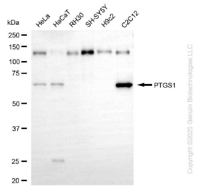 KD-Validated Anti-PTGS1 Rabbit Monoclonal Antibody ABG2239