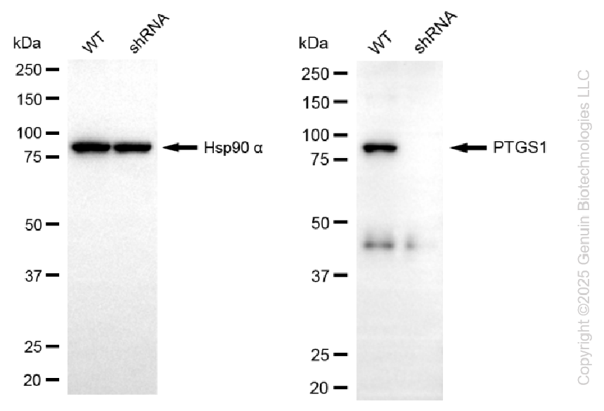 KD-Validated Anti-PTGS1 Rabbit Monoclonal Antibody ABG2239