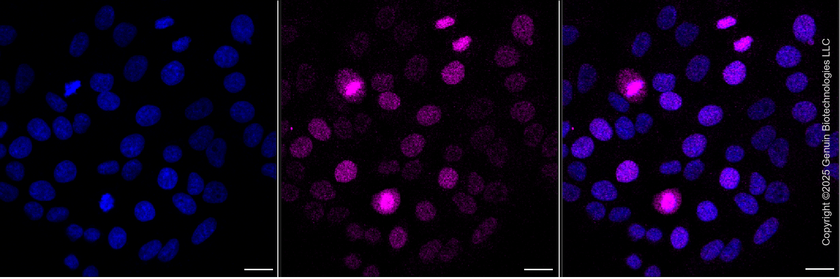 KD-Validated Anti-Phospho-KIF22 (S427) Rabbit Monoclonal Antibody ABG2240