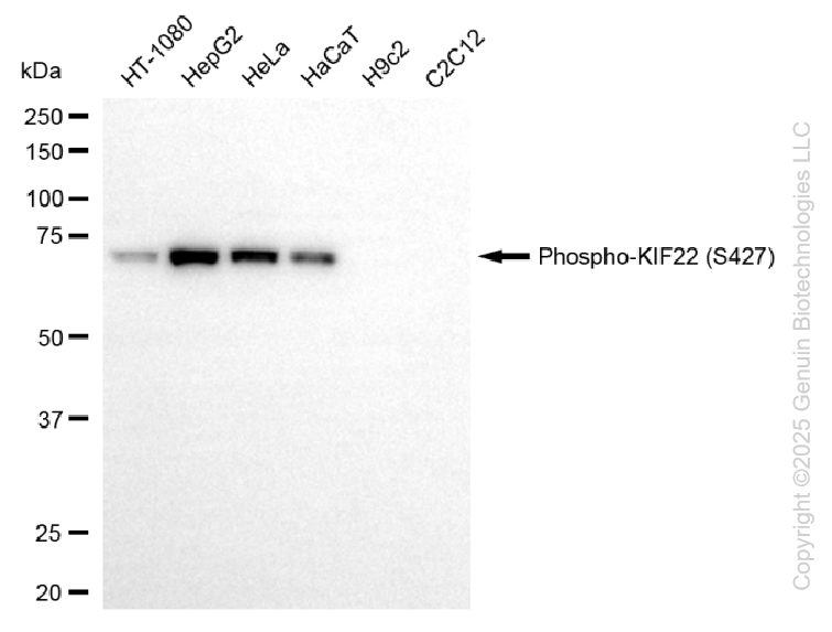 KD-Validated Anti-Phospho-KIF22 (S427) Rabbit Monoclonal Antibody ABG2240