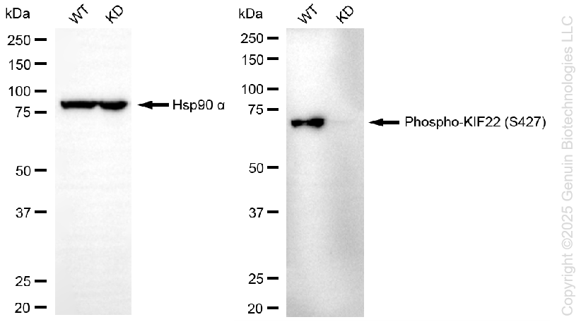 KD-Validated Anti-Phospho-KIF22 (S427) Rabbit Monoclonal Antibody ABG2240