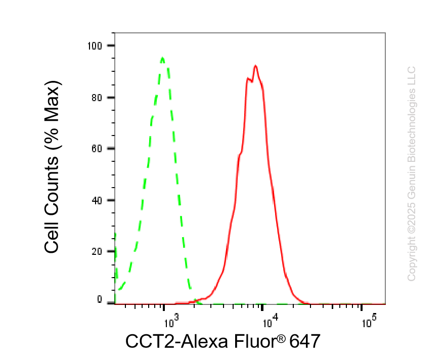 KD-Validated Anti-CCT2 beta Rabbit Monoclonal Antibody ABG2241