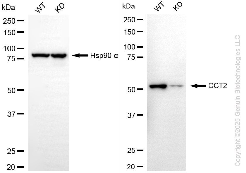 KD-Validated Anti-CCT2 beta Rabbit Monoclonal Antibody ABG2241