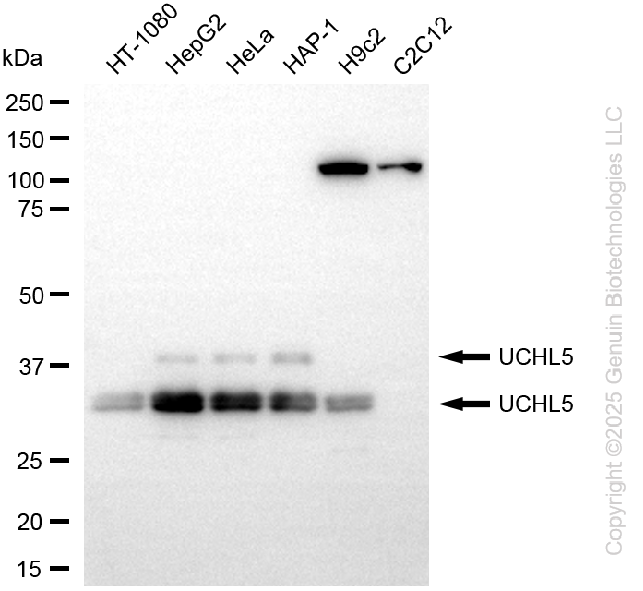 KD-Validated Anti-UCH L5 Rabbit Monoclonal Antibody ABG2242