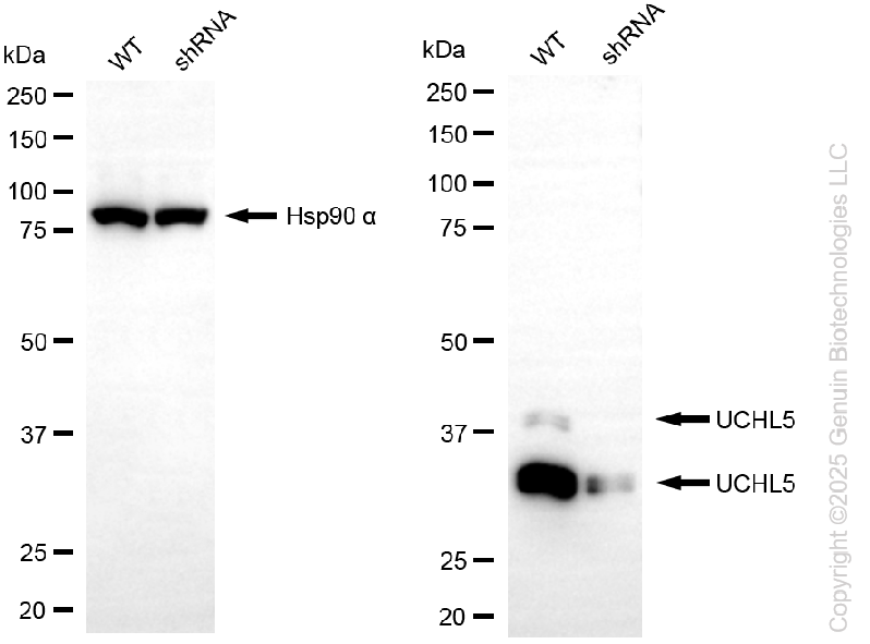 KD-Validated Anti-UCH L5 Rabbit Monoclonal Antibody ABG2242