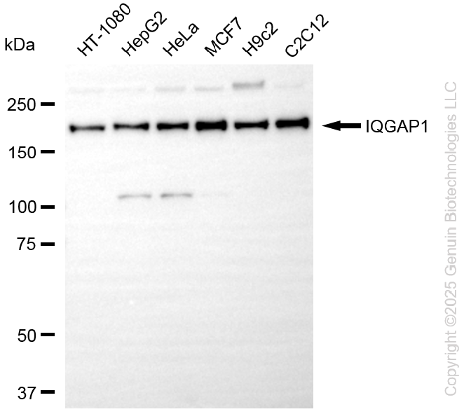 KD-Validated Anti-IQGAP1 Rabbit Monoclonal Antibody ABG2243
