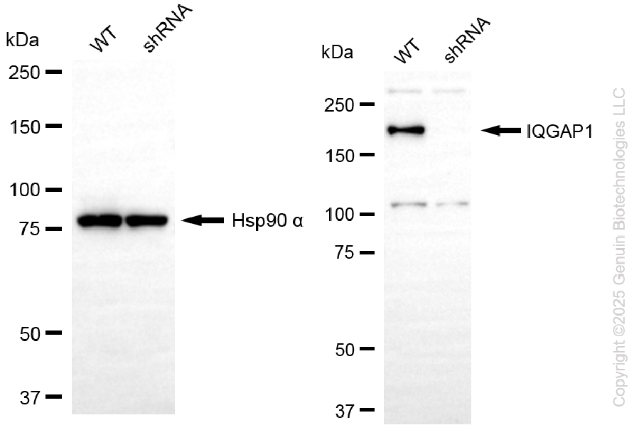 KD-Validated Anti-IQGAP1 Rabbit Monoclonal Antibody ABG2243